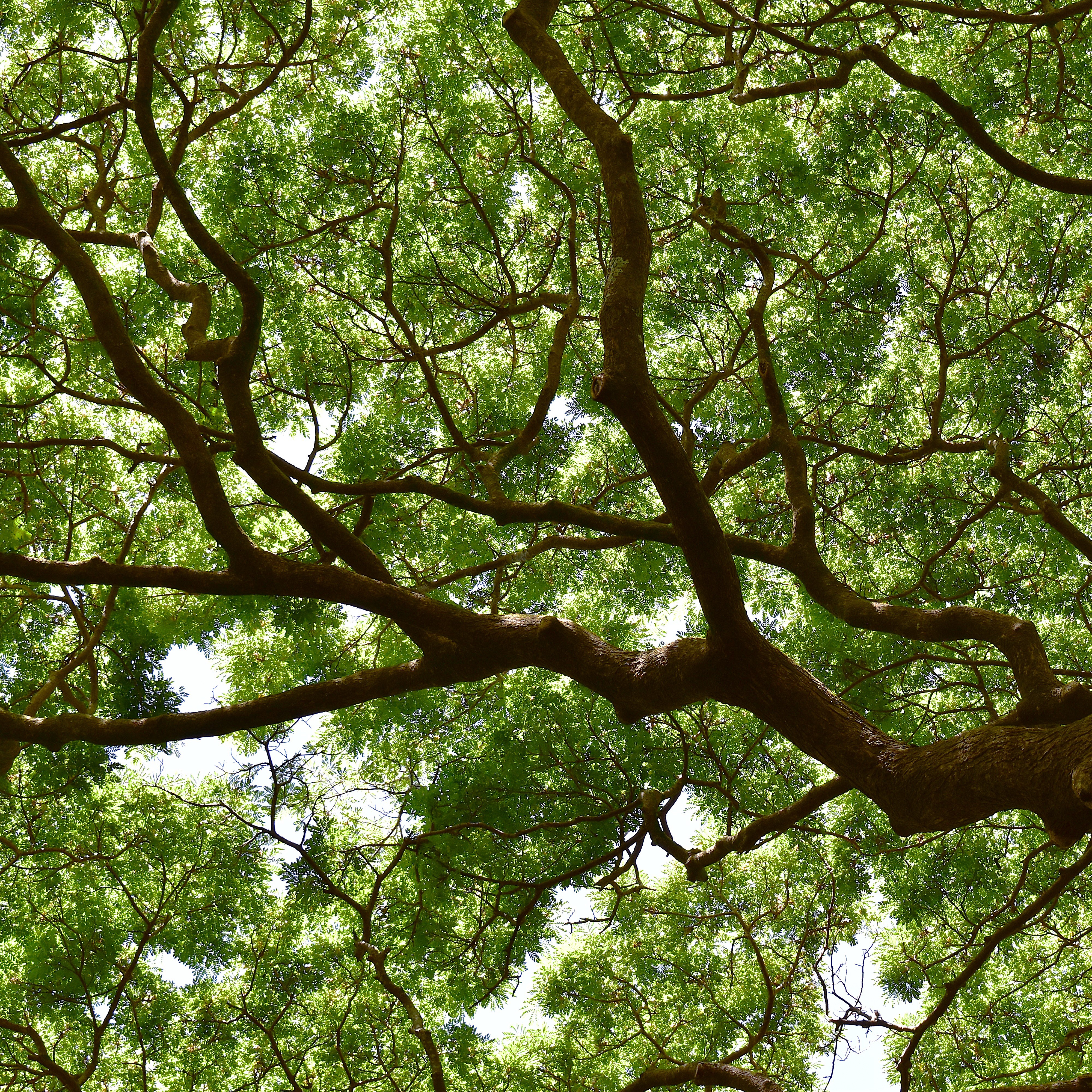 Banyan Tree
